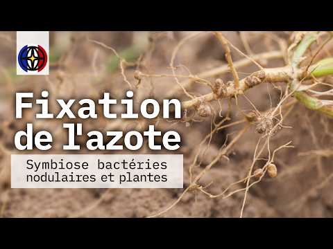 FIXATION DE L'AZOTE - SYMBIOSE BACTÉRIES NODULAIRES ET PLANTES
