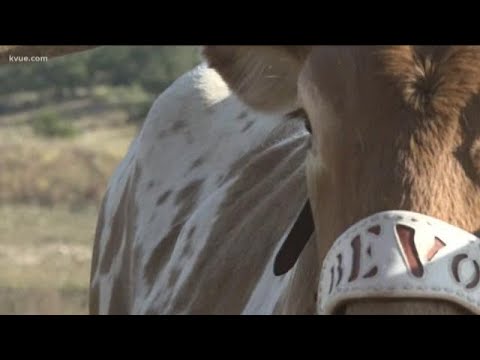 The Backstory: The origins of Bevo | wfaa.com