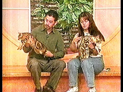 El zoo de marielena: Gatos Bengalís 2004
