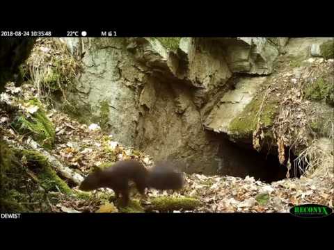 Eichhörnchen als Passant - Wildkamera Aufnahmen