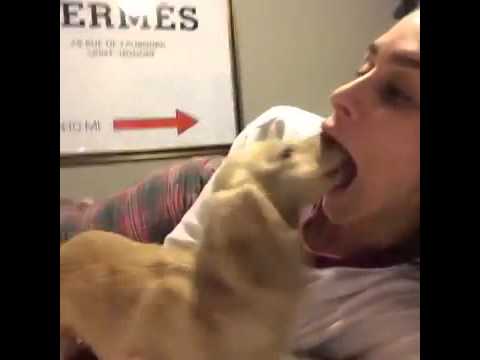 Dog sleeping on balls - 9GAG