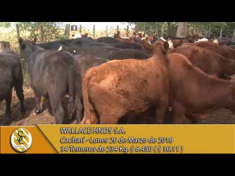 26-03-18 Venta de Machos - Wallace Hnos S.A. - Cacharí.