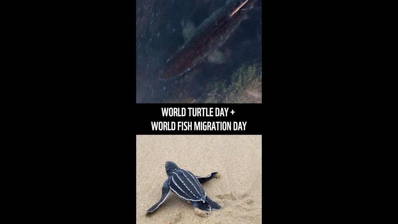 The Tortoise Wins. By 13,200 km. 🐢🐟