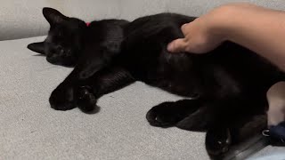 【黒猫】子どもが寝た後は撫でられ待機の黒猫