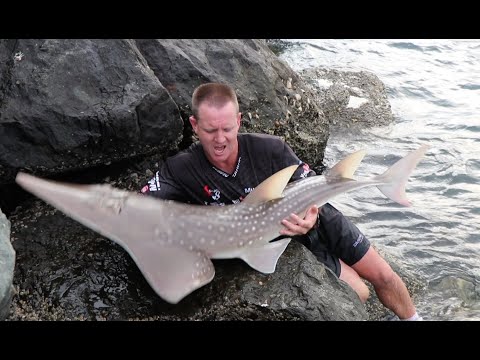 ASFN Fishing Vlog 0152 -  Summer Fish at the north pier late afternoon session