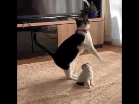cats and kitten compilaton 😍❤️
