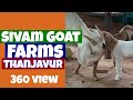360 View Sivam Goat Farms Thanjavur Goat Goatfarm