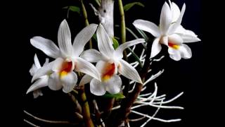 preview picture of video 'Hoàng thảo Đại bạch hạc Dendrobium christyanum'