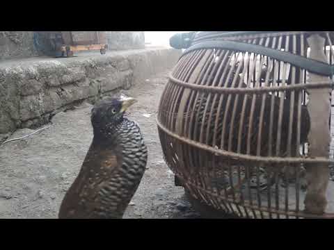 Puyuh Novyj Trend Smotret Onlajn Na Sajte Trendovi Ru