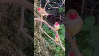 Star Finches | Star Finch | Aviary Birds | Bird Sounds | Birds Sound