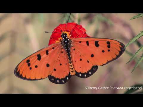 Butterflies Vol New-1