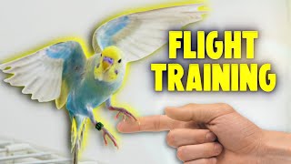 How to Teach Your Bird to Fly to You