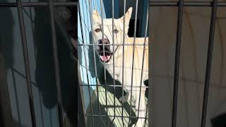 Video preview image #1 Siberian Husky Puppy For Sale in Pasadena, CA, USA