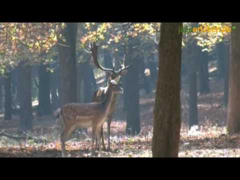 Auf Dam- und Rothirsche in Ungarn, 2009
