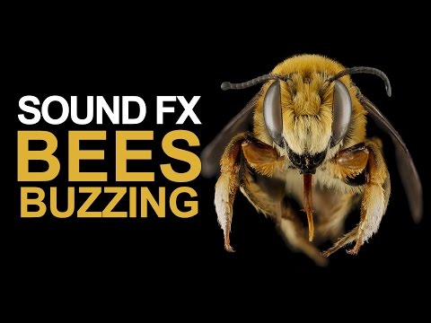 BEES BUZZING | Sound Effect [High Quality]