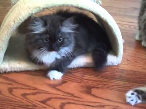 Kaerik RagaMuffin Kittens