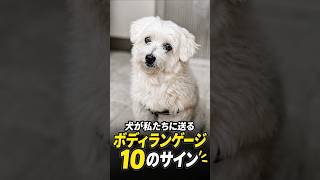 🐱🐶 わんにゃんTV | 犬が私たちに伝えるボディランゲージ10選 #犬のボディランゲージ #犬のしぐさ #愛犬 #犬の気持ち #犬の行動 #ペット #犬のサイン #犬との暮らし #犬好き #犬動画