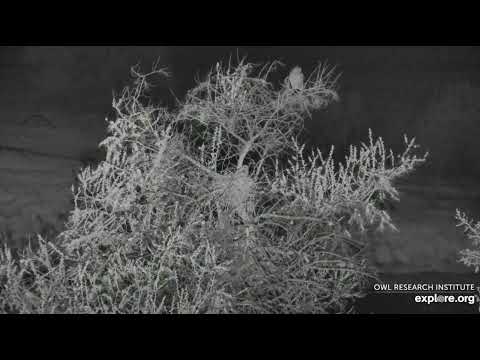 Great Horned Owl @ Roger’s Place - 5/27/2022 - Owl Parent shows up on Limb Top