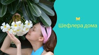 Шефлера дома.