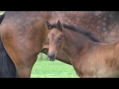 Holsteiner Fohlenauktion im Juni - Nr. 19 v. Quintero - Lasino