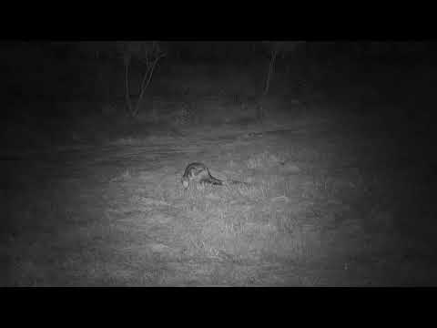 Djuma: Side-striped Jackal looking around for any scraps? - 17:39 - 06/05/21