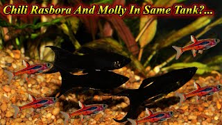 Can We Keep Chili Rasbora And Molly In Same Tank? Problems And Size Difference / Fish Aquarium Tamil