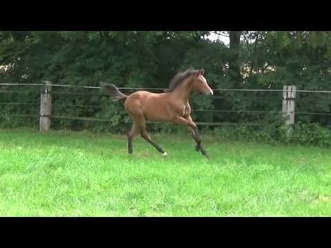 Hickstead White - Cento - Limelight