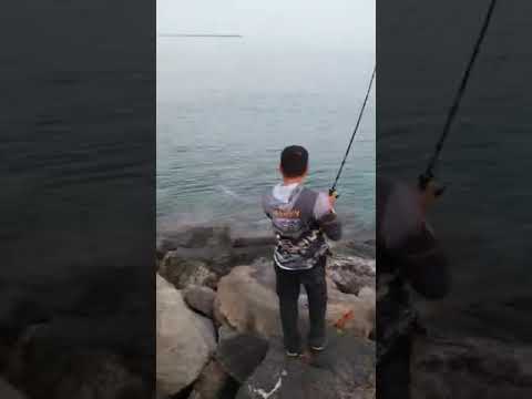 download lagu mp3 mp4 Water Queen Fish, download lagu Water Queen Fish gratis, unduh video klip Download Water Queen Fish Mp3 dan Mp4 Free All Gratis