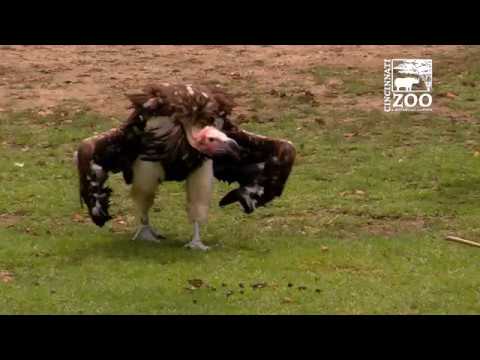 Vultures at Feeding Time - Cincinnati Zoo