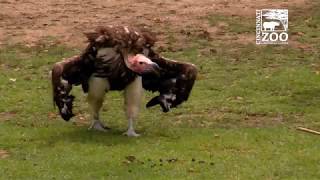 Vultures at Feeding Time - Cincinnati Zoo