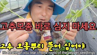 고추 모종 뿌리 뜯고 심어야 하는 이유. It's healthy if you tear off the root…