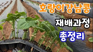 콩중에서 가장 비싼 호랑이강남콩 재배 과정 총정리 맛은 최고지