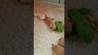 Vidéo des chiots : 22j