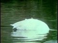 Sesame Street Waterfowl