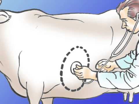 Dieta per giunti di dolore Unistantanea assiale del ginocchio