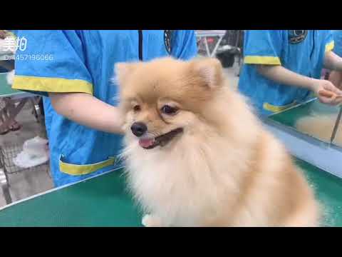 专业训练， 真狗练习。