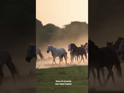 "Flor do cerrado" música autoral #cuiabá #rondonopolis #pantanal #agro #johndeere #cáceres