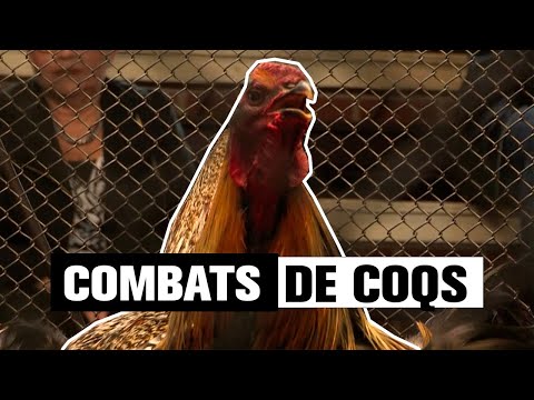 , title : '🐓 COMBATS DE COQS en France 🐓  Tout savoir sur le phénomène !'