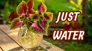 🔥 This is a beautiful and EASY to grow FLOWER the number 1 choice for summer 🌿