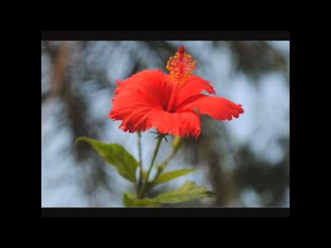 video thumnail