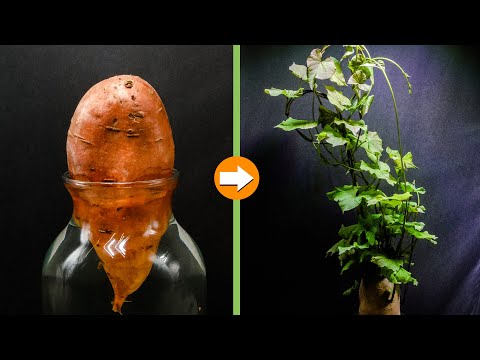 Growing Sweet Potato Vine In Water (35-day Time Lapse)