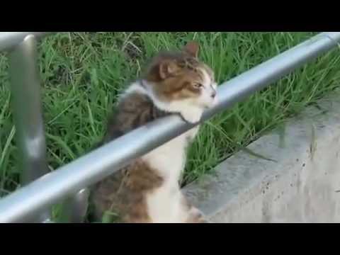 Worlds Most Relaxed Cat