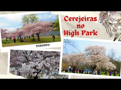 Tesouro Floral As Cerejeiras no High Park em Toronto