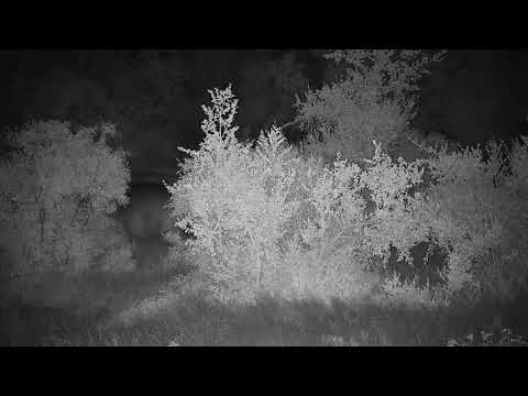 Djuma: Hippo coming to the dam - 03:03 - 01/19/21