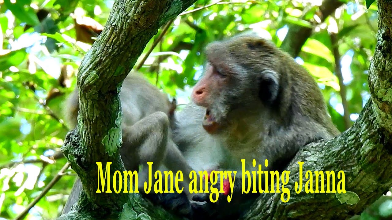 Pregnant mom monkey Jane feels so bored & angry biting baby Janna to discipline no more milk.