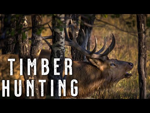 How to Hunt Elk in Thick Timber | Elk Hunting Tips for Close-Quarters Bulls