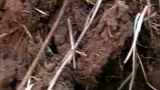 return of the beagle blade