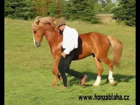 Honza Bláha a Gaston