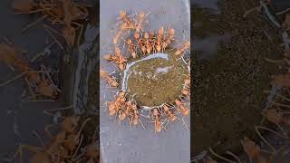 Download lagu 'Fire Ants Feeding on Nectar - Nature's Tiny Harvesters' mp3