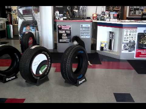 Elida Road Tire shop dog Bella playing